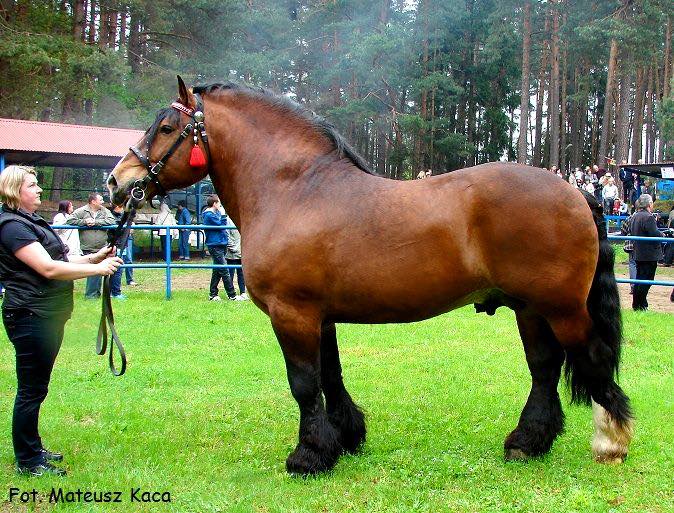 Sztumski Polish Draft Horses